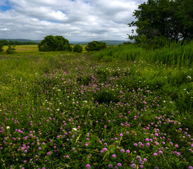 Field with many flowers of pink clover among grass under cloudy sky