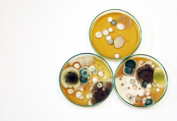 Malt Extract Agar in Petri dish using for growth media to isolate and cultivate yeasts, molds and...