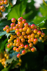 red berries on a branch
