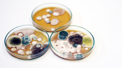 Malt Extract Agar in Petri dish using for growth media to isolate and cultivate yeasts, molds and fungal testing from clinical samples, investigation of environmental contamination source in air room.