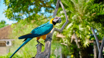 Parrot ara with yellow and blue feathers sits on a wooden branch