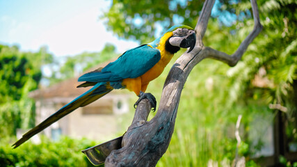 Parrot ara with yellow and blue feathers sits on a wooden branch