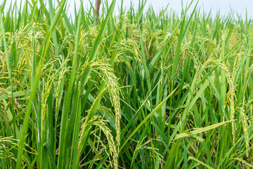 Close up view of rice plants