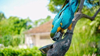 Parrot ara with yellow and blue feathers sits on a wooden branch