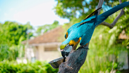 Parrot ara with yellow and blue feathers sits on a wooden branch