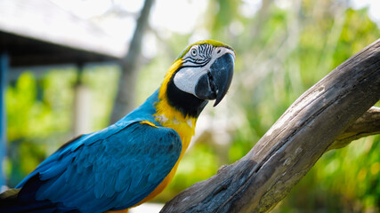 Parrot ara with yellow and blue feathers sits on a wooden branch