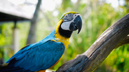 Parrot ara with yellow and blue feathers sits on a wooden branch