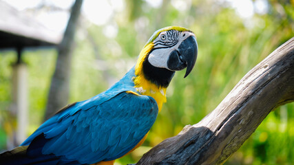 Parrot ara with yellow and blue feathers sits on a wooden branch