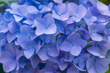 Blue hydrangea, hortensia as a blue background