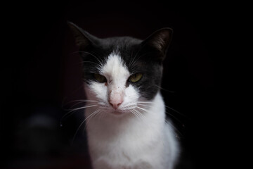 A cat looking at the camera with a black background