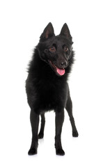 young Schipperke dog