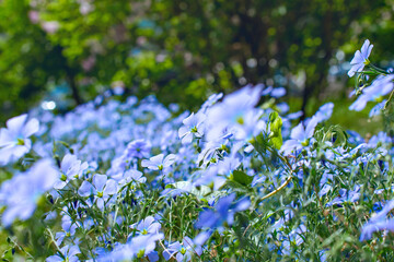 a bed of blue flax flowers with a blurred background.