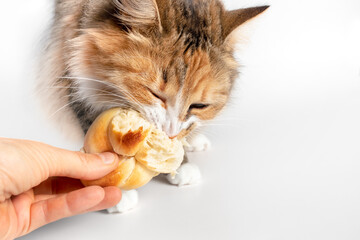 Cat caught stealing human food. The kitty has a piece of bread (Zopf) in her mouth and is not...