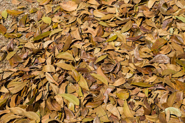 Dry leaves background, autumn and fall season, gardening, nature fertilizer from falling leaves