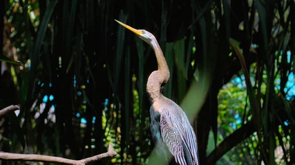 Fototapeten Amerikaanse Slangenhalsvogel or anhinga in habitual habitat in forest © Nicolas Gregor