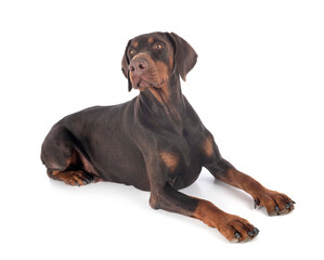 doberman pinscher in studio