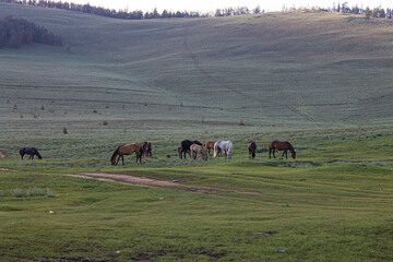 horses grazing in the field