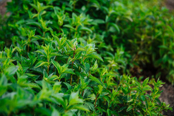 Organic green mint grows in the garden. The plant is useful as a seasoning.