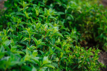 Fototapeta na wymiar Organic green mint grows in the garden. The plant is useful as a seasoning.