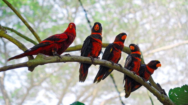 Group of parrots lory with blue and black feathers in the usual habitat in the forest