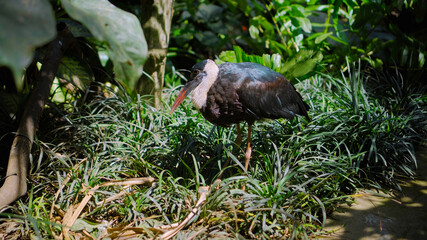White-necked stork or Ciconia episcopus in the usual habitat in a forest