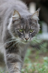 Closed up of domestic adorable black grey Maine Coon kitten, young peaceful cat in sunshine day