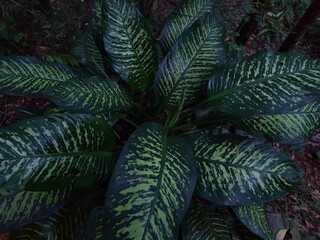Dieffenbachia seguine (dumbcane) Plant leaves