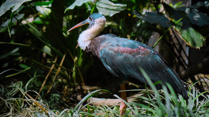 White-necked stork or Ciconia episcopus in the usual habitat in a forest