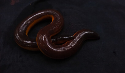 yellow striped caecilian (Ichthyophis beddomei) on a black background