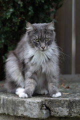 Closed up of domestic adorable black grey Maine Coon kitten, young peaceful cat in sunshine day