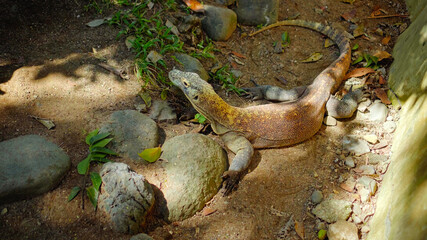 Lizard from komodo island in habitual habitat in sand