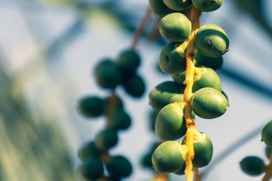 Dates close up growing on a tree in the MIddle East - United Arab Emirates or Saudi Arabia blue sky background.
