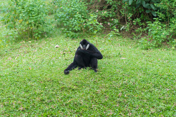 White cheeked gibbon or Lar gibbon sit and relax on the grass at open zoo