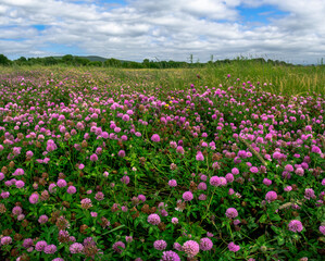 Obraz na płótnie Canvas Field with many flowers of pink clover among grass under cloudy sky