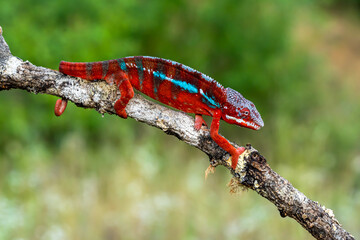 Adult male Ambilobe Panther Chameleon (Furcifer pardalis)
