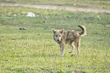 Fototapeta premium dog on the grass