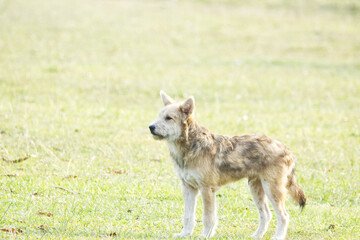 Fototapeta premium dog on the grass