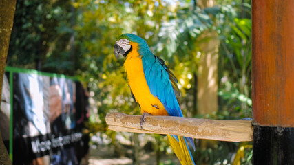 Parrot ara with yellow and blue feathers sits on a wooden branch