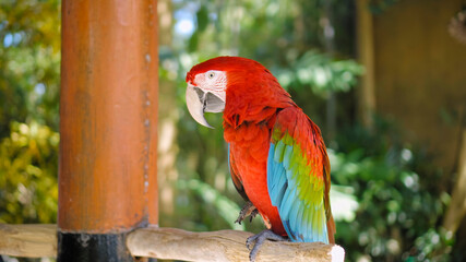 Parrot ara with red and green feathers sits on a wooden branch