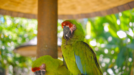 Parrot green ara with green feathers in the usual habitat with green grass