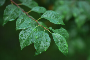 Fresh rain drops on green leaves after the rain. Selective focus.