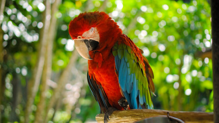 Parrot ara with red and green feathers sits on a wooden branch