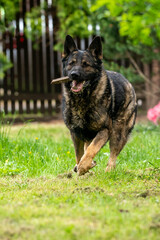 German Shepherd is a German dog breed, one of the most widely used in the world and also the most widely used service breed
