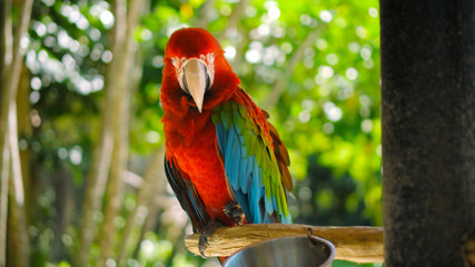 Parrot ara with red and green feathers sits on a wooden branch