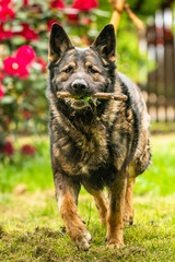 German Shepherd is a German dog breed, one of the most widely used in the world and also the most widely used service breed