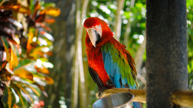 Parrot ara with red and green feathers sits on a wooden branch