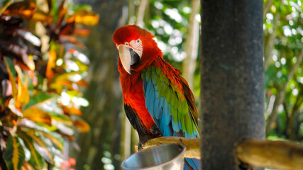 Parrot ara with red and green feathers sits on a wooden branch