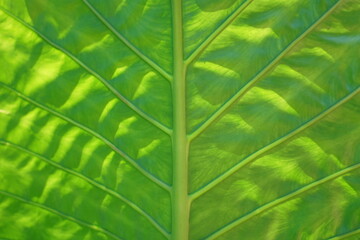 Okinawa,Japan-July 21, 2020: Veins of tropical plant: Elephant Ears or Colocasia or Alocasia 
