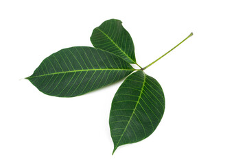 Hevea brasiliensis leaf isolated on white background.Rubber leaves.