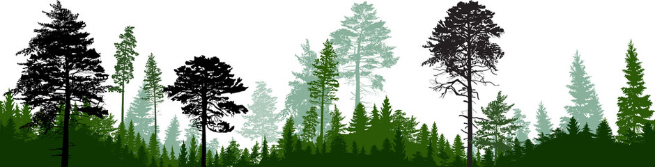 dark coniferous forest green panorama on white © Alexander Potapov